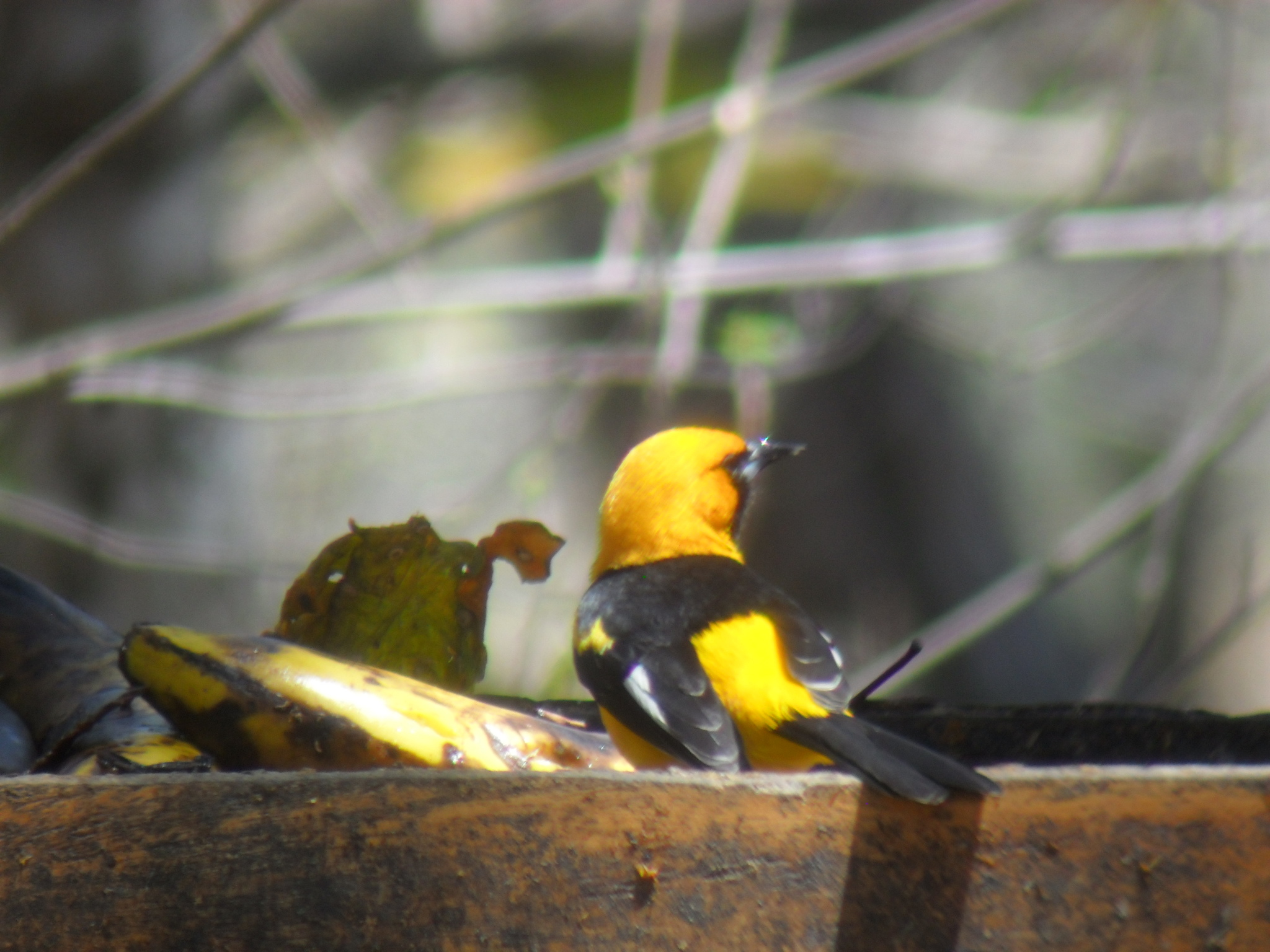 Icterus graceannae image
