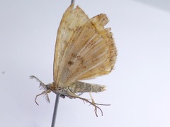Asaphodes