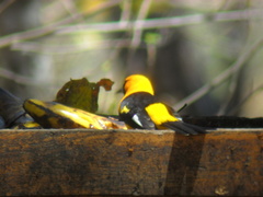 Icterus graceannae