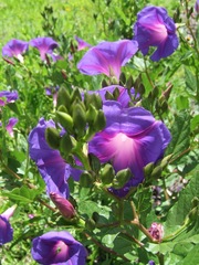 Ipomoea tacambarensis