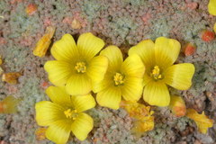 Oxalis erythrorrhiza