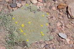 Oxalis erythrorrhiza