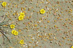 Oxalis erythrorrhiza