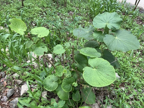 pariparoba