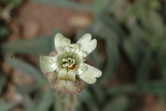 Silene echegarayi