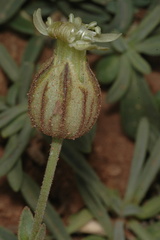 Silene echegarayi