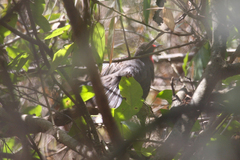 Rhodinocichla rosea