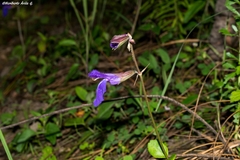 Salvia rhizomatosa