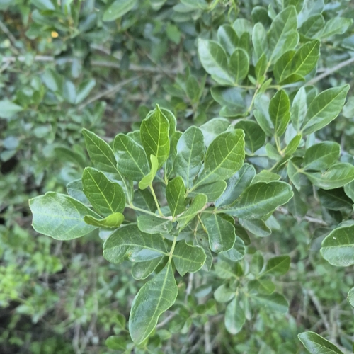 Allophylus decipiens, photograph 3