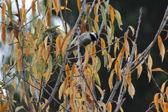 Poecile sclateri