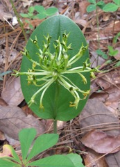 Malaxis novogaliciana