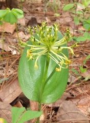 Malaxis novogaliciana