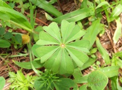 Oxalis hernandesii