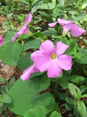 Oxalis macrocarpa