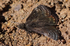 Erynnis brizo