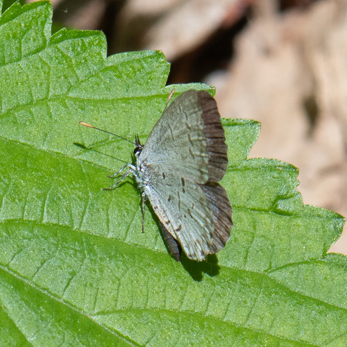 Dusky Azure