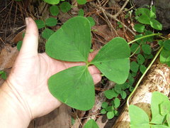 Oxalis macrocarpa