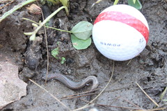 Batrachoseps major major