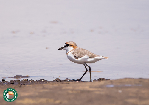 Chestnut-banded Plover (Anarhynchus pallidus), photo 7