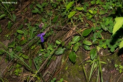 Salvia rhizomatosa