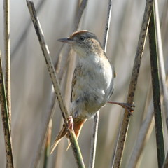Spartonoica maluroides