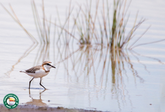 Charadrius pallidus