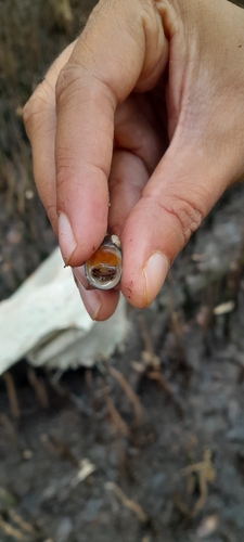 Neritina violacea observed 2026-04-24