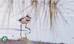 Charadrius pallidus