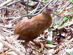 Gallirallus australis scotti
