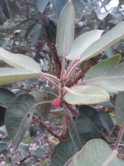 Arbutus bicolor