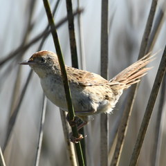 Spartonoica maluroides