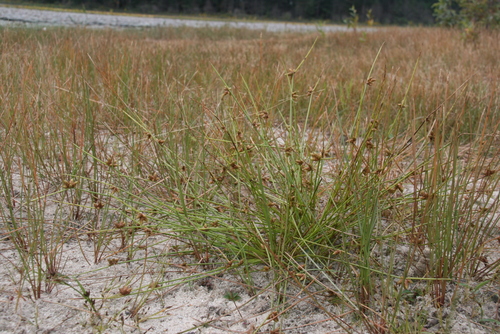 Image of Schoenoplectiella purshiana by (c) Derek, some rights reserved (CC BY)