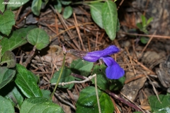 Salvia rhizomatosa