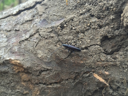 Stenosphenus trispinosus