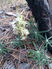 Dichromanthus michuacanus
