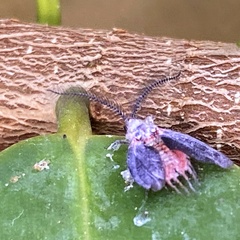 Margarodidae