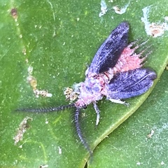Margarodidae