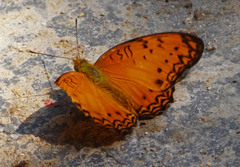 Phalanta eurytis eurytis