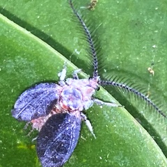 Margarodidae