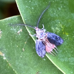 Margarodidae