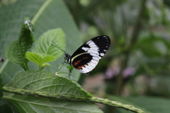 Heliconius cydno