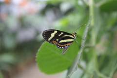 Mechanitis menapis mantineus