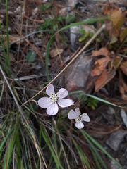 Cosmos ochroleucoflorus