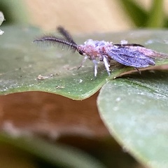 Margarodidae