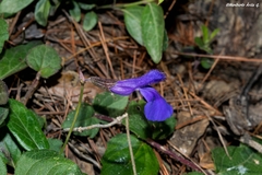Salvia rhizomatosa