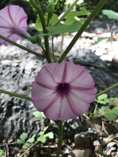 Stictocardia queenslandica