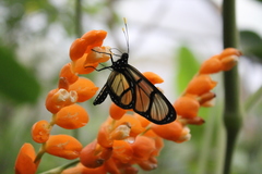 Methona confusa psamathe