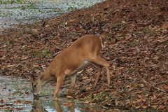 Odocoileus virginianus