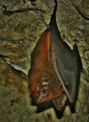 Peropteryx kappleri
