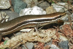 Marisora roatanae